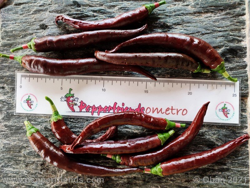 cayenne-chocolate_001_frutto_22.jpg