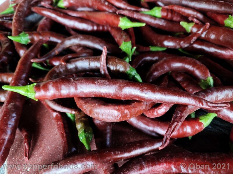 cayenne-chocolate_001_frutto_28.jpg