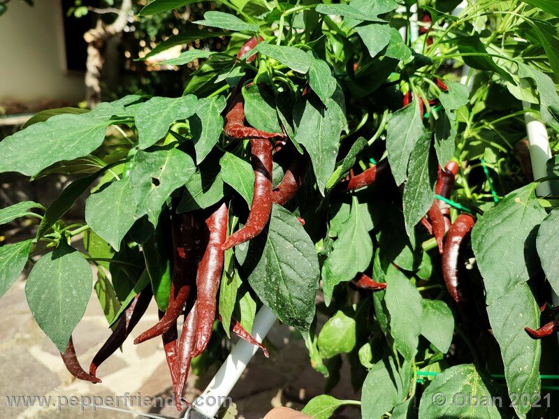 cayenne-chocolate_001_pianta_12.jpg