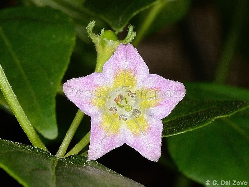 cgn19198_001_fiore_01.jpg