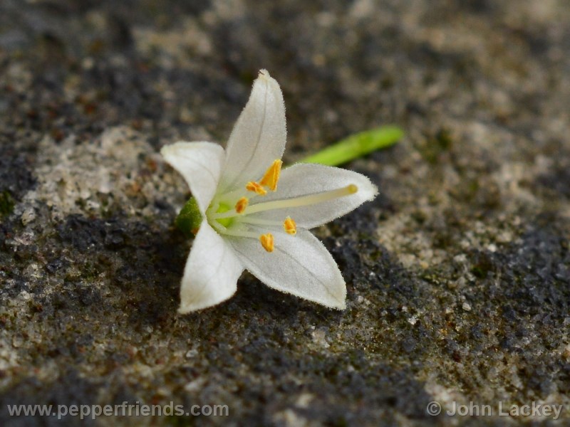 chacoense-chilecongo_001_fiore_01.jpg