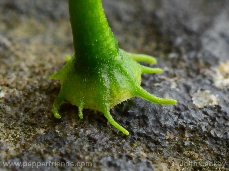 chacoense-chilecongo_001_fiore_03.jpg