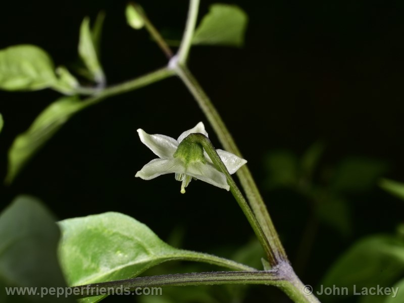 chiltepin-capp_001_fiore_02.jpg