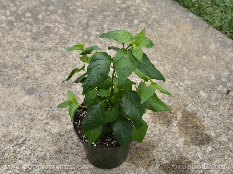 chiltepin-capp_001_pianta_1.jpg