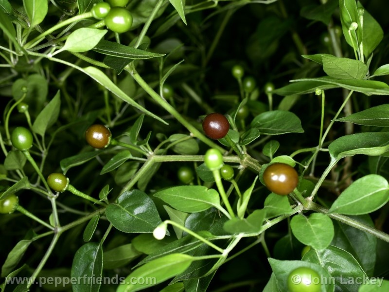 chiltepin-capp_001_pianta_7.jpg