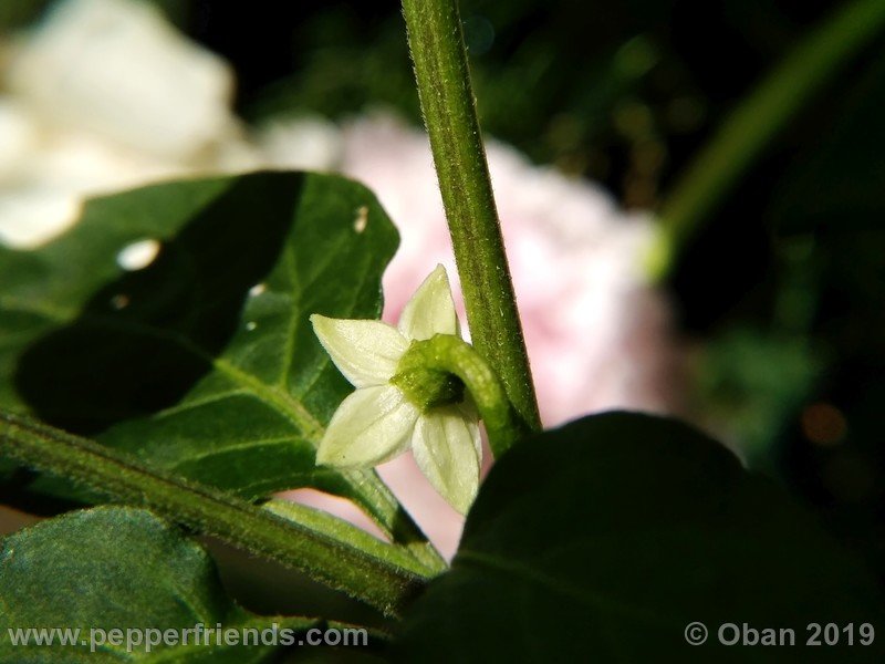 chiltepin-cappuccino-x-bhut-jolokia-mulatto-(f1)_001_fiore_02.jpg