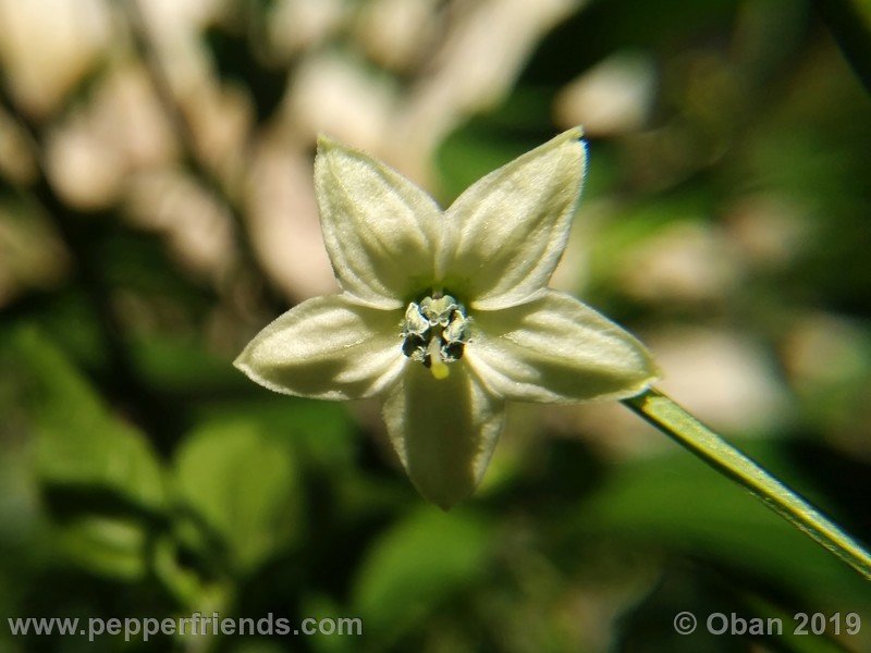 chiltepin-cappuccino-x-bhut-jolokia-mulatto-(f1)_001_fiore_11.jpg