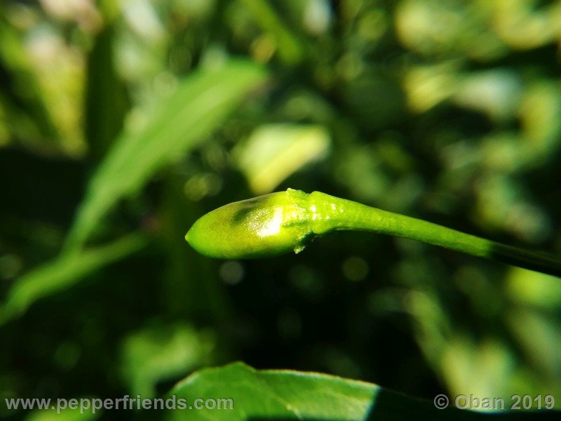 chiltepin-cappuccino-x-bhut-jolokia-mulatto-(f1)_001_frutto_06.jpg