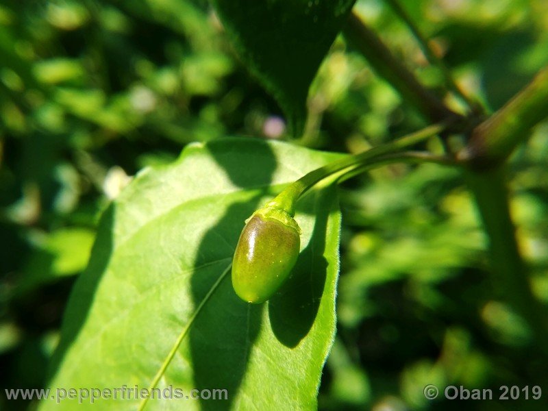 chiltepin-cappuccino-x-bhut-jolokia-mulatto-(f1)_001_frutto_14.jpg