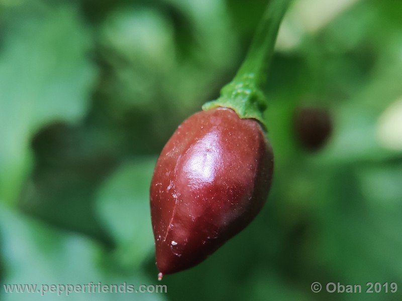 chiltepin-cappuccino-x-bhut-jolokia-mulatto-(f1)_001_frutto_37.jpg