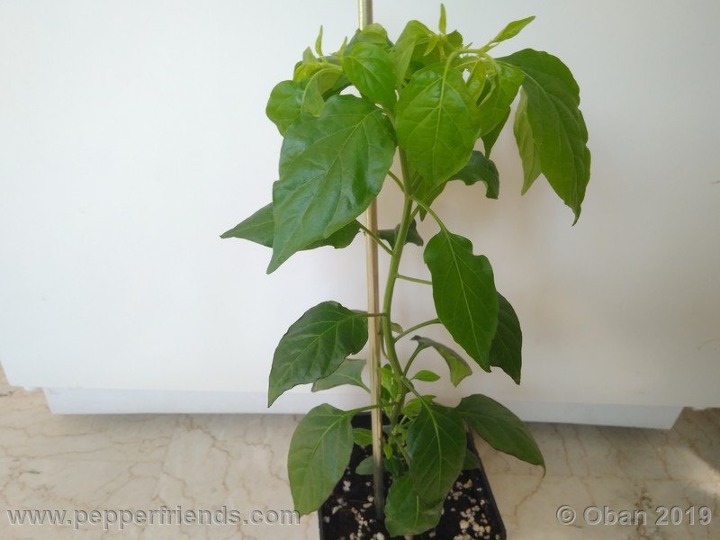 chiltepin-cappuccino-x-bhut-jolokia-mulatto-(f1)_001_pianta_07.jpg