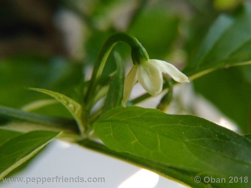 chiltepin-national-park-of-tikal-guatemala_001_fiore_02.jpg