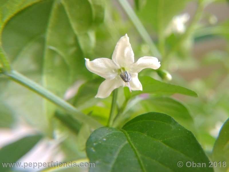 chiltepin-national-park-of-tikal-guatemala_001_fiore_04.jpg