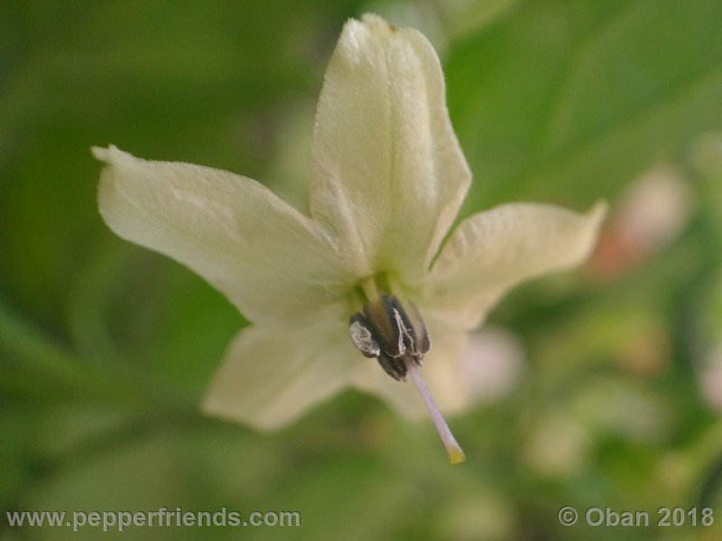 chiltepin-national-park-of-tikal-guatemala_001_fiore_05.jpg