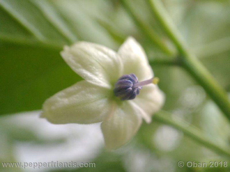 chiltepin-national-park-of-tikal-guatemala_001_fiore_06.jpg