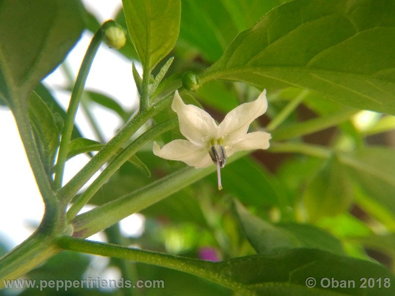 chiltepin-national-park-of-tikal-guatemala_001_fiore_12.jpg