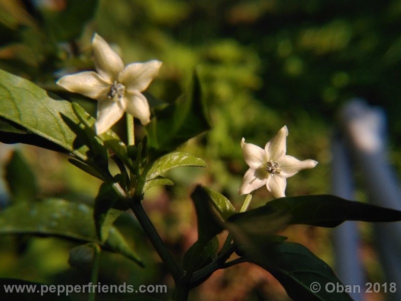 chiltepin-national-park-of-tikal-guatemala_001_fiore_15.jpg