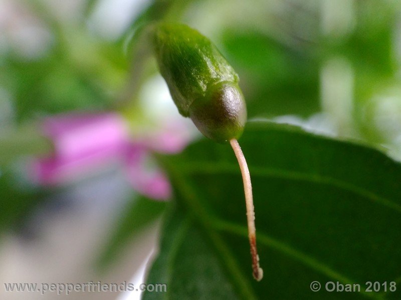 chiltepin-national-park-of-tikal-guatemala_001_frutto_02.jpg