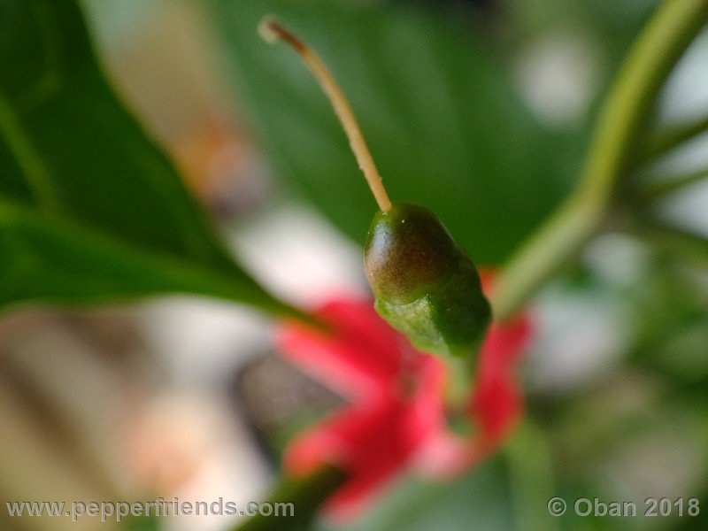 chiltepin-national-park-of-tikal-guatemala_001_frutto_03.jpg