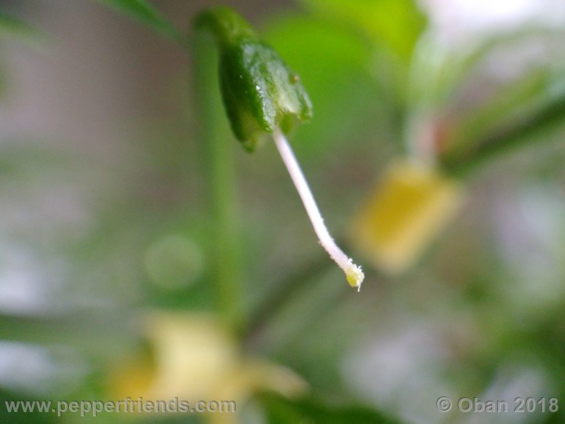 chiltepin-national-park-of-tikal-guatemala_001_frutto_04.jpg