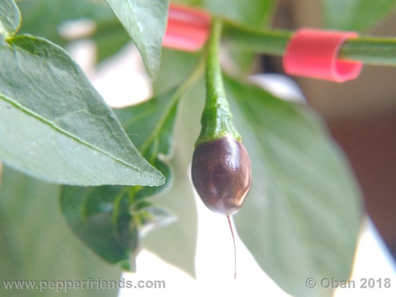 chiltepin-national-park-of-tikal-guatemala_001_frutto_05.jpg