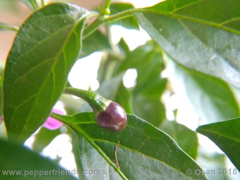 chiltepin-national-park-of-tikal-guatemala_001_frutto_06.jpg