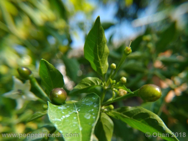 chiltepin-national-park-of-tikal-guatemala_001_frutto_11.jpg