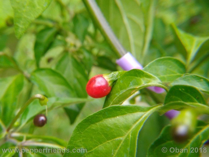 chiltepin-national-park-of-tikal-guatemala_001_frutto_13.jpg