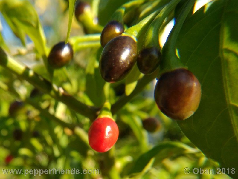 chiltepin-national-park-of-tikal-guatemala_001_frutto_15.jpg