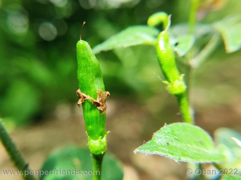 cumari-alongado-amarillo_001_12.jpg