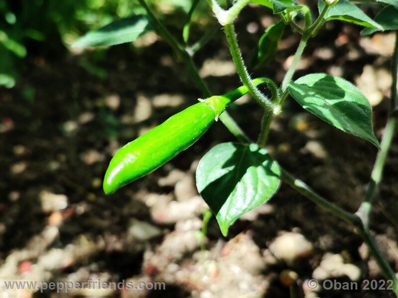 cumari-alongado-amarillo_001_14.jpg