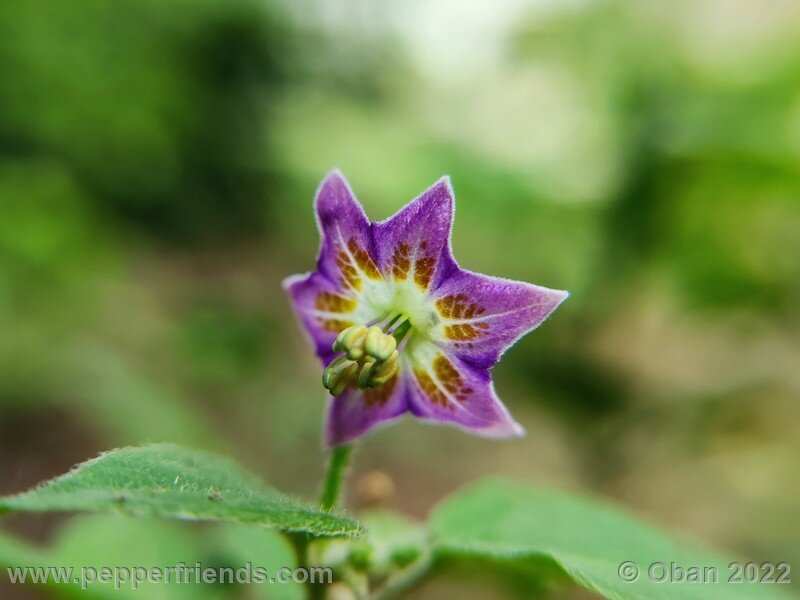 cumari-alongado-amarillo_001_16.jpg