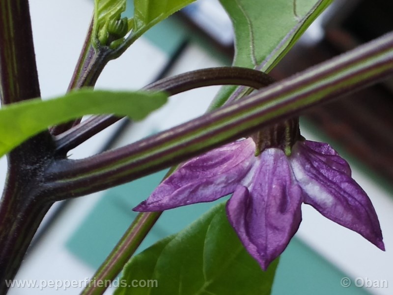 czech-black_001_fiore_02.jpg