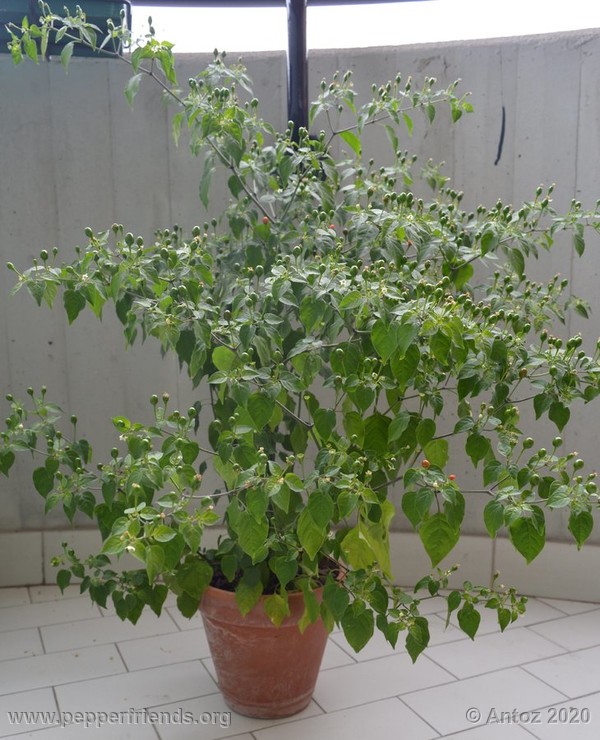 dwarf-chiltepin_002_1_942237687_piantaintera-2.jpg