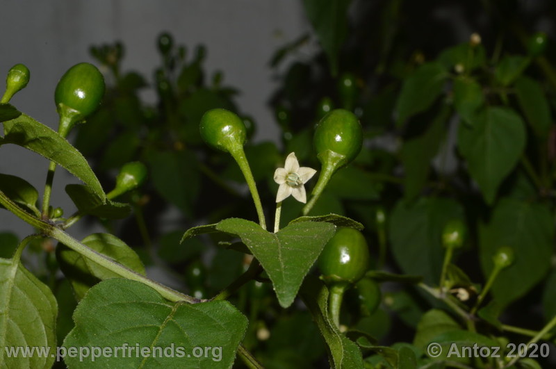 dwarf-chiltepin_002_3_517244212_fioreefruttiimmaturi.JPG.0b974617c376d3a2de57e3aa83faf74b.JPG