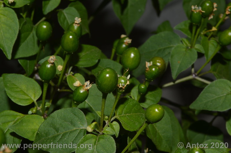 dwarf-chiltepin_002_4_1933511078_focussufruttoimmaturo.JPG.ce45200c72ede67381f4b2b810898354.JPG