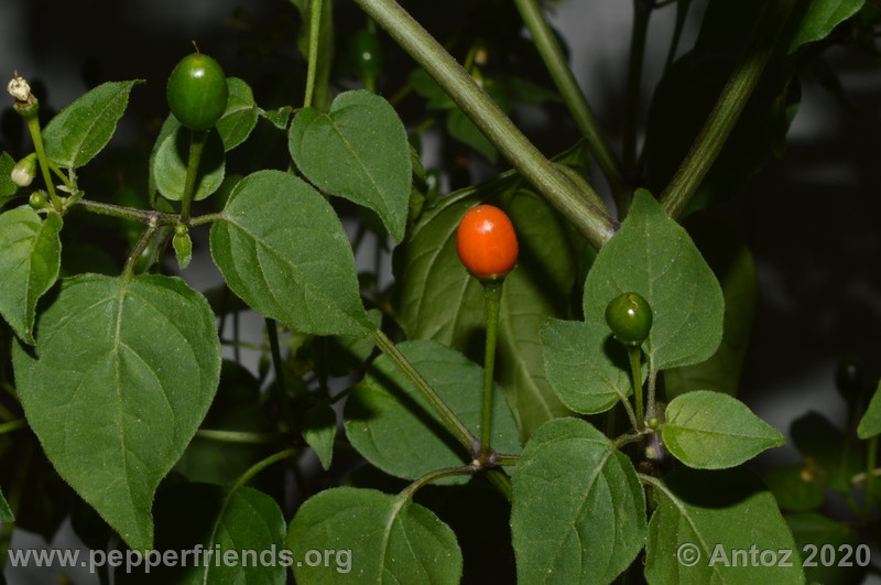 dwarf-chiltepin_002_5_508073736_focussufruttomaturo.JPG.f7bdf40a614c3b394b33c2784aef333e.JPG