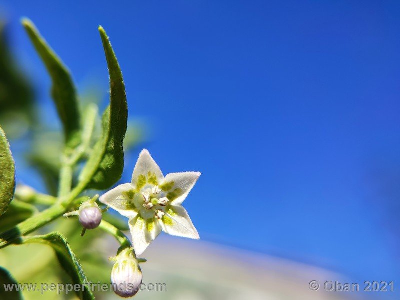 eximium-white-flower_003_fiore_16.jpg