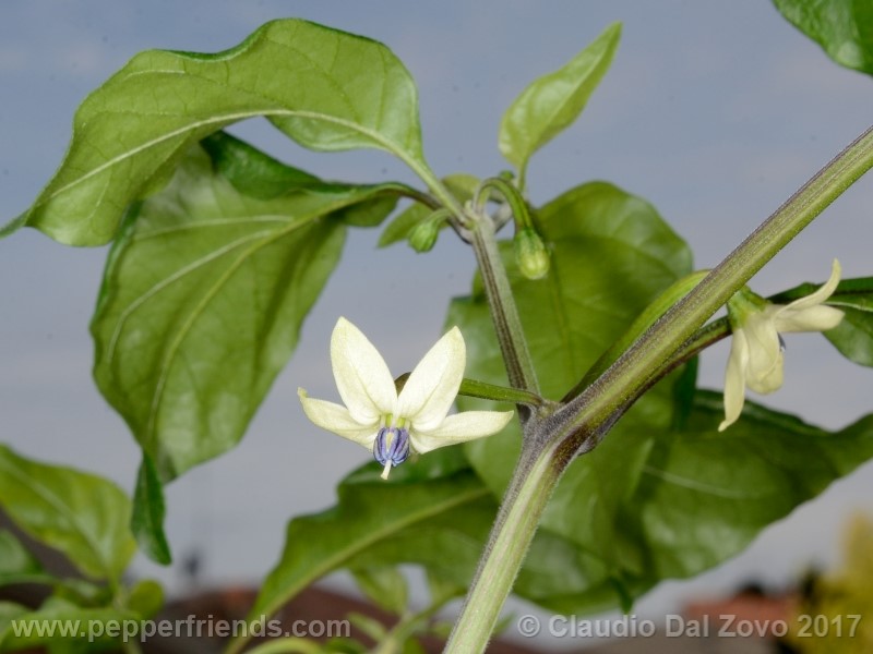 fatalii-gourmet_001_fiore_05.jpg