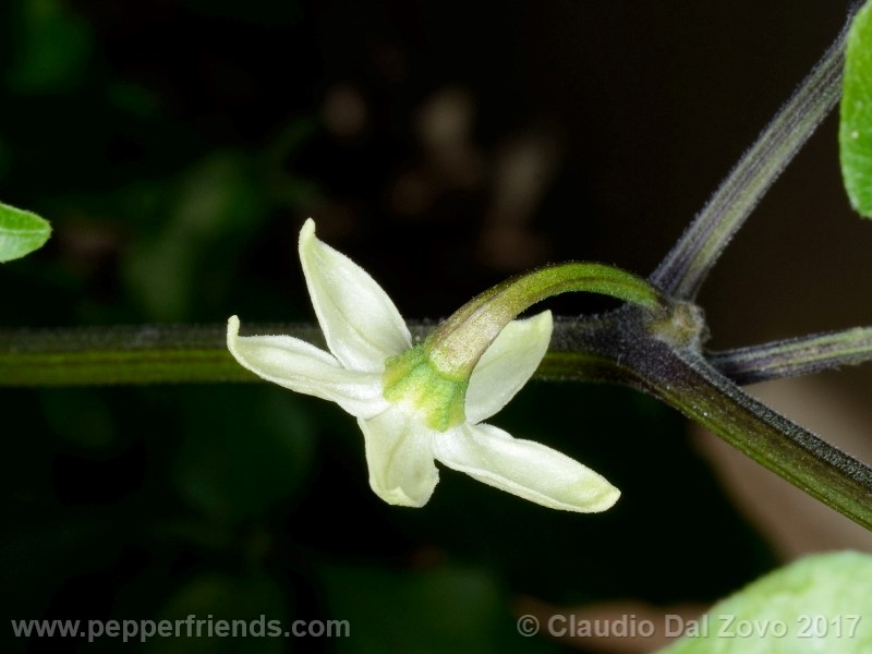 fatalii-gourmet_001_fiore_07.jpg