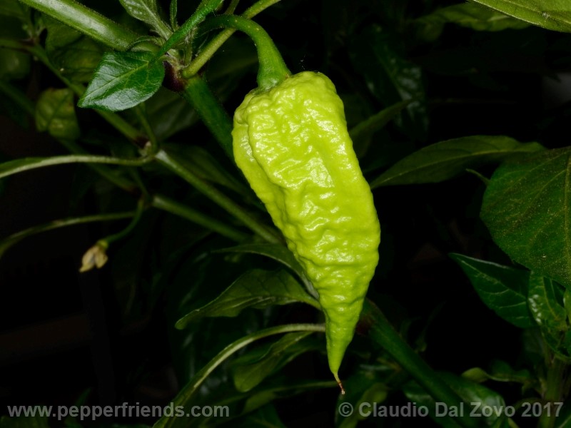 fatalii-gourmet_001_frutto_05.jpg