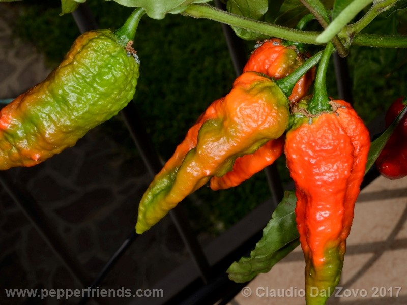 fatalii-gourmet_001_frutto_11.jpg