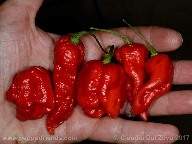 fatalii-gourmet_001_frutto_16.jpg