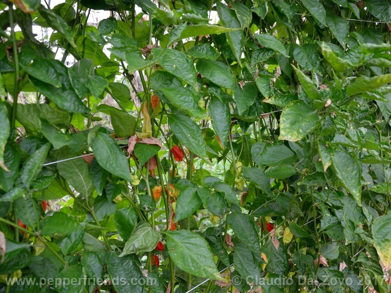 fatalii-gourmet_001_frutto_17.jpg