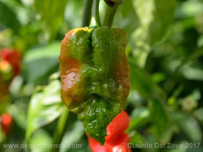 fatalii-gourmet_001_frutto_18.jpg