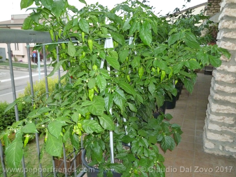 fatalii-gourmet_001_pianta_09.jpg