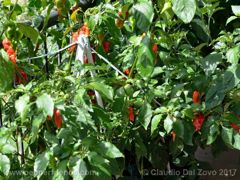 fatalii-gourmet_001_pianta_10.jpg