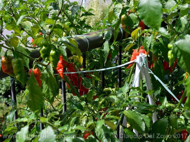 fatalii-gourmet_001_pianta_11.jpg