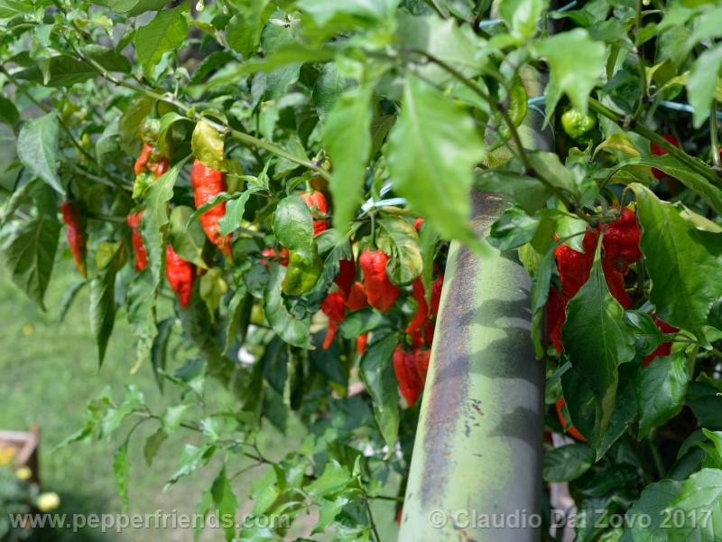 fatalii-gourmet_001_pianta_12.jpg