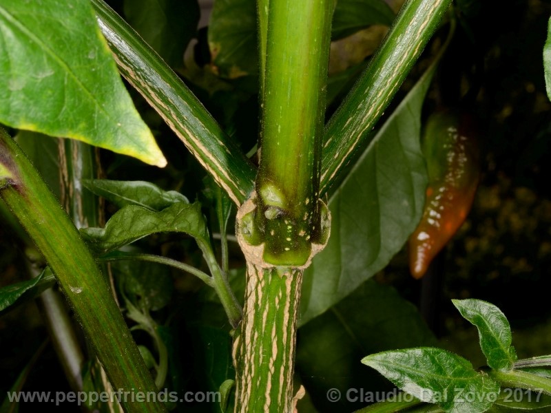 fatalii-gourmet_001_pianta_30.jpg